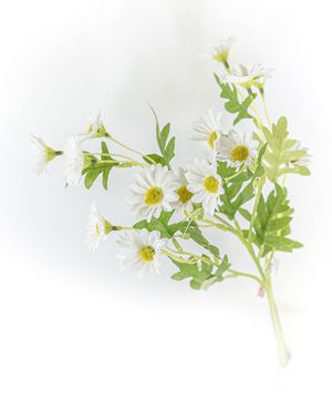 Artificial flowers, daisy