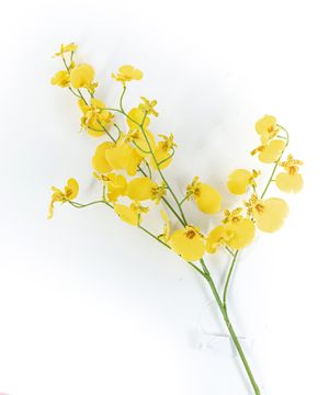 Artificial flowers, orchid