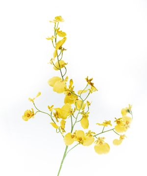 Artificial flowers, orchid