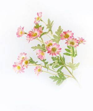 Artificial flowers, daisy