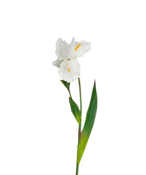 Faux iris branch