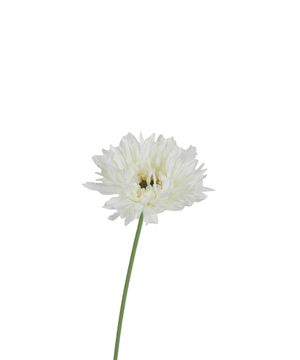 Faux daisy branch
