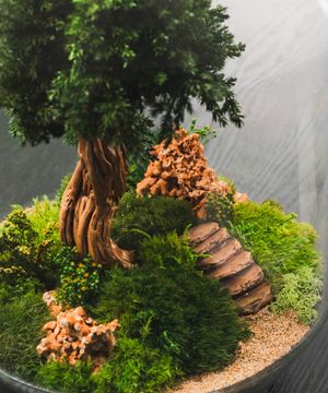 Ottogano" Terrarium | Homme