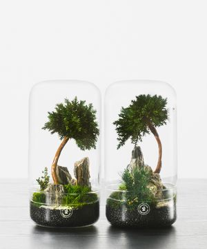Bean Bonsai" terrarium | Homme